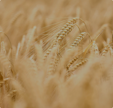高延展性 ‧ 焙炒曲線追蹤