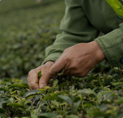 優質選品 ‧ 打開茶香之旅